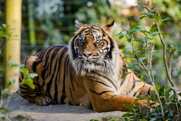 Blick Auf Einen Schönen Tiger Einer Waldumgebung Einem Park — Stockfoto