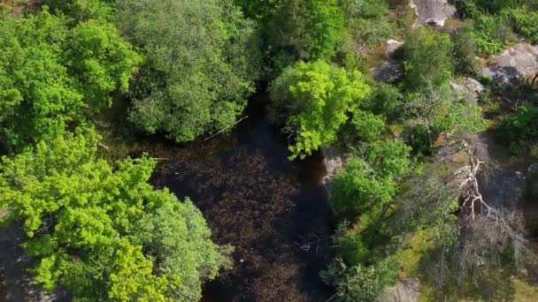 Aerial View Pond Forest Fontainebleau — Stockvideo
