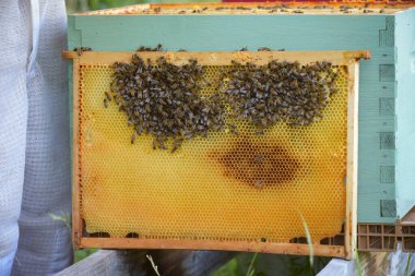 Arı kovanının bir arı kovanındaki görüntüsü