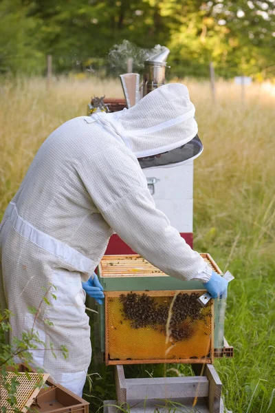 View Beekeeper His Beehive Meadow — ストック写真