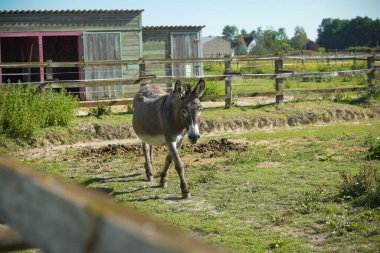 view of a donkey in a meadow in the countryside in France
