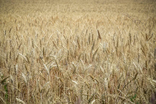 View Wheat Fields Seine Marne France — 图库照片