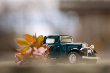 Ford eski model araba ve erik çiçeği yaka çiçeği.
