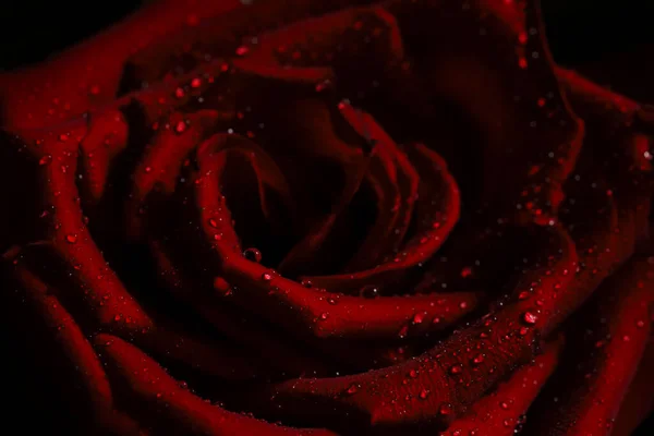 Velvety Scarlet Rose Dew Drops — Stock Photo, Image