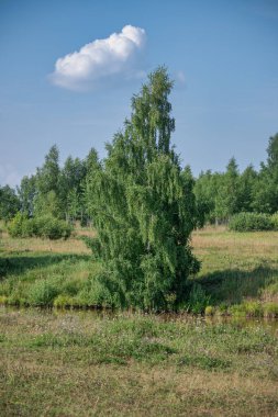 Açık bir günde nehir kıyısındaki huş ağacı mavi gökyüzüne ve uzaktaki ağaçlara karşı. Yazın renkli kır manzarası.