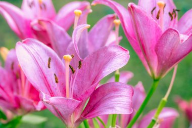 Bahçedeki kırmızı zambak çiçeğinin yakın çekimi. Sığ odaklanma. Yaprak ve yaprakların üzerinde küçük çiy damlaları var..