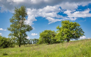 Yeşillik ağaçlar ve bitki örtüsüyle birlikte kırsal alanda yaygın bir manzara. Mavi gökyüzü ve beyaz kabarık bulutlar.