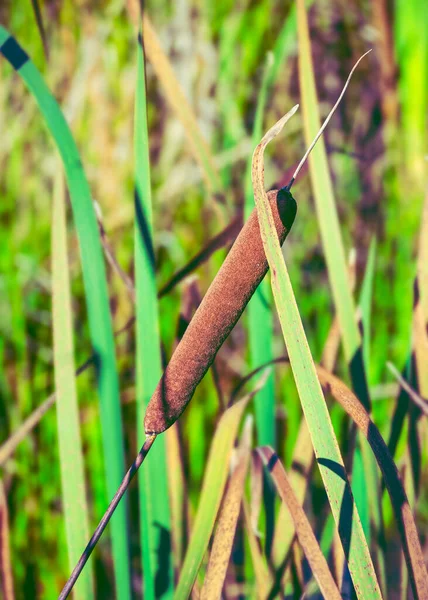 Cattail Eller Sockerrör Närbild Med Valt Fokus Och Suddig Bakgrund — Stockfoto