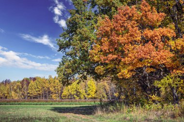 Parlak mavi gökyüzüne karşı renkli sonbahar ağaçları beyaz ve gri bulutlar ve kurumuş saman önplanı. Gündüzleri sonbahar kırsal arazisi.