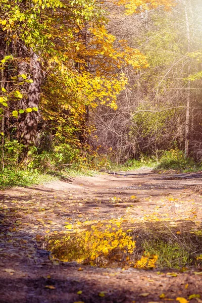 Sonbahar ormanında renkli yaprakların arasında bir yol ve ağaçların ve düşen yaprakların yansımalarıyla dolu bir su birikintisi. Ormanda sonbahar manzarası.