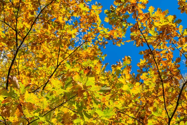 Folhas Árvores Coloridas Amarelas Vermelhas Alaranjadas Fundo Céu Azul Cenário — Fotografia de Stock