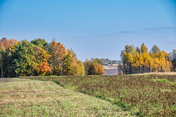 Venkovské Zemědělské Pole Barevnými Podzimními Stromy Pozadí Proti Modré Obloze — Stock fotografie