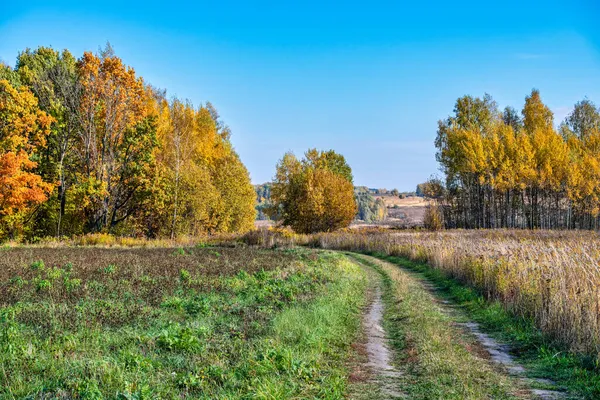 Renkli bir orman kenarına uzanan zemin yolu olan kırsal arazinin canlı sonbahar manzarası. Açık mavi gökyüzü, çayırın parlak zıt renkleri.