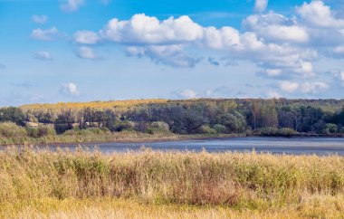 Kurumuş gölet ve kıyıları bulutlu gökyüzüne ve arka planda renkli ağaçlara karşı yemyeşil bitki örtüsüyle kaplanmış. Bir grup martı gölette yüzüyorlar. Sonbahar manzarası.
