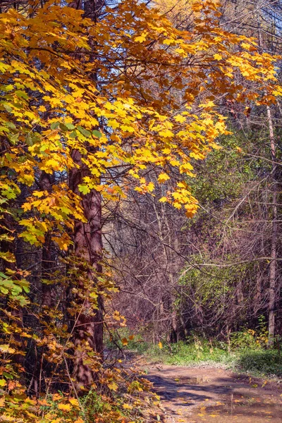 Bosque Otoño Con Follaje Colorido Sendero Abedules Arces Numerosos Arbustos — Foto de Stock