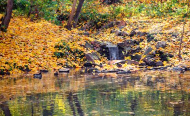 Şehir parkındaki bir şelalenin yanındaki gölette yüzen vahşi ördek sürüsü. Sahilde renkli bir izin var. Sonbahar mevsiminde vahşi yaşam.