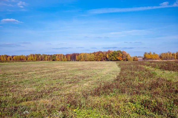 Сельское Сельскохозяйственное Поле Красочными Осенними Деревьями Заднем Плане Фоне Голубого — стоковое фото