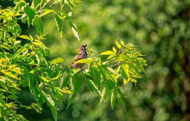 Yeşilliklerin arasında, ağaç dalında küçük şirin bir serçe. Vahşi hayvanlar, vahşi yaşam, ekoloji, açık hava..