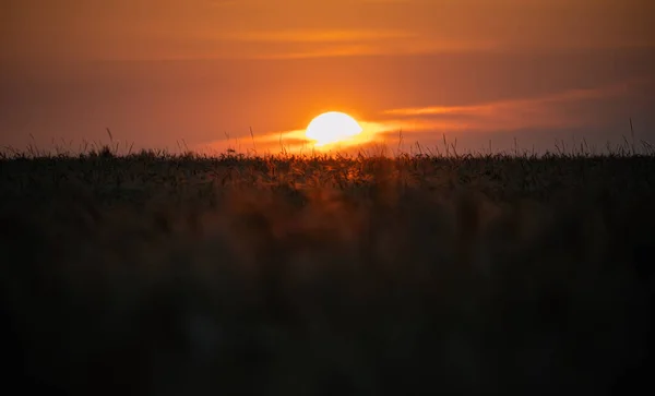 Złote Słońce Zachodzące Nad Horyzontem Polu Zbóż Sylwetki Kolców Kolorowym — Zdjęcie stockowe