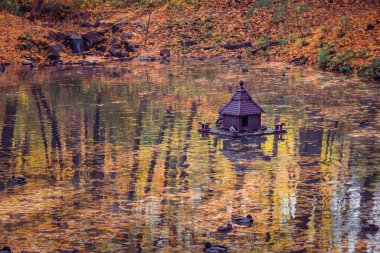 Şehir parkındaki bir şelalenin yanındaki gölette yüzen vahşi ördek sürüsü. Sahilde renkli bir izin var. Sonbahar mevsiminde vahşi yaşam.
