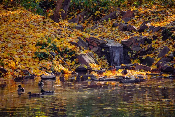 Σμήνη Άγριων Παπιών Που Κολυμπούν Στη Λίμνη Κοντά Καταρράκτη Πάρκο — Φωτογραφία Αρχείου