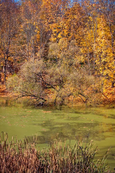 Sonbaharda Yüzeyi Yeşil Ördek Yosunu Parlak Renkli Ağaçlarla Kaplı Bir — Stok fotoğraf
