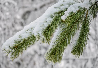 A branch of evergreen pine tree covered with snowflakes and ice.