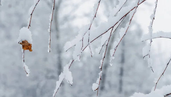 A snow-covered tree branches with a single dried leaflet against a blurred background in winter.