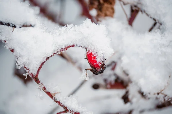 红色结冰的蔷薇果实挂在被雪覆盖的灌木丛树枝上 — 图库照片