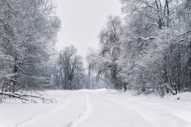 Winter forest landscape with snow-covered trees and a snowy path and snowdrifts.
