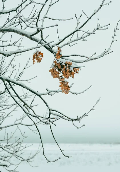 Karla Kaplı Ağaç Dallarında Kurumuş Sarı Yapraklar Kışın Bulanık Bir — Stok fotoğraf
