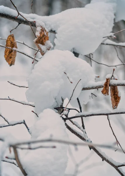 Ξερά Κίτρινα Φύλλα Κλαδιά Δέντρων Εξογκώματα Χιονιού Θολή Φόντο Χειμώνα — Φωτογραφία Αρχείου