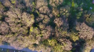 Ormandaki eski bir mezarlığın kuş bakışı görüntüsü. 