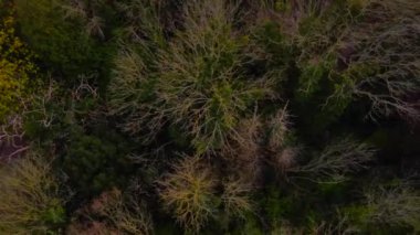 İlkbaharda tipik İngiliz orman tepe örtüsünün kuş bakışı görüntüsü canlı renklerle 4k
