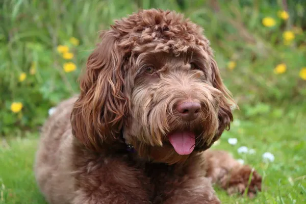 Close up portait di adorabile cucciolo di cockapoo al cioccolato in giardino — Foto Stock