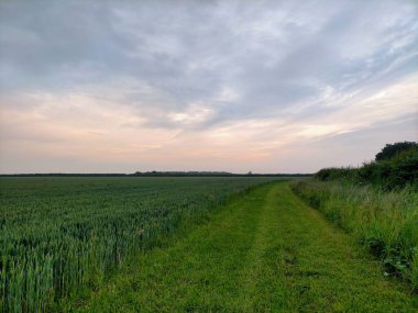 Yol üzerinde gün doğumu ve çiftçi tarlasında yeşil mahsuller, Norfolk, İngiltere