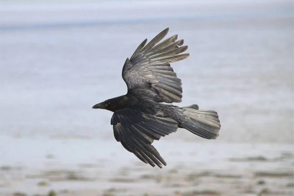 Black European carrion crow in flight with sea and beach background — ストック写真
