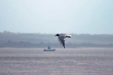 Sudaki yeşil teknenin yanında uçan tek bir siyah başlı martı.