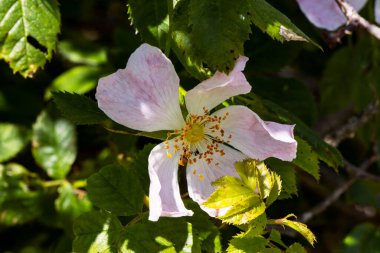 Turuncu çiçekli pembe 5 yaprak ve benekli güneş ışığı yaprakları.