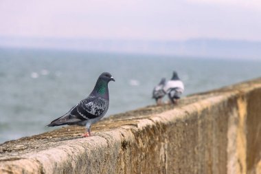 Fırtına ve bulutlu havada Heugh dalgakıran iskelesinde güvercinler. 