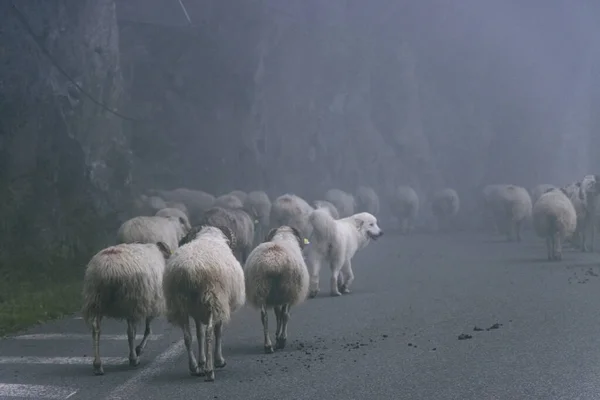Pyrenean Dağ Köpeği ya da Patou, sisli bir yolda yürürken bir koyun sürüsünü gözlüyor ve muhafızları gibi davranıyorlar. Fransa, Gourette yakınlarında Canon EOS 90D 'de çekildi..