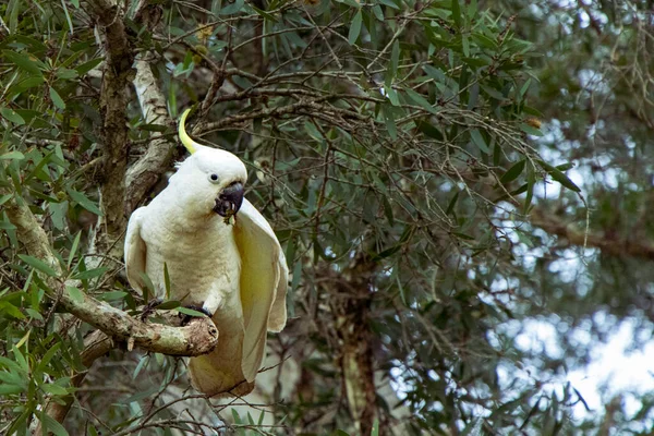 Sulphur Crested Cockatoo Cacatua Galerita Relatively Large White Cockatoo Found — Stockfoto