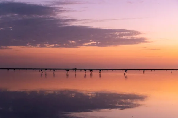 A large group of flamingos gather in a marshland in Camargue region of France, with clouds reflected in the lake and pink and orange sunset lighting the sky.