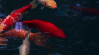 Orange, red, pink and white colorful koi fish captured in slowmo at 120 fps with gentle blue water rippling by the fins, in a peaceful, tranquil scene