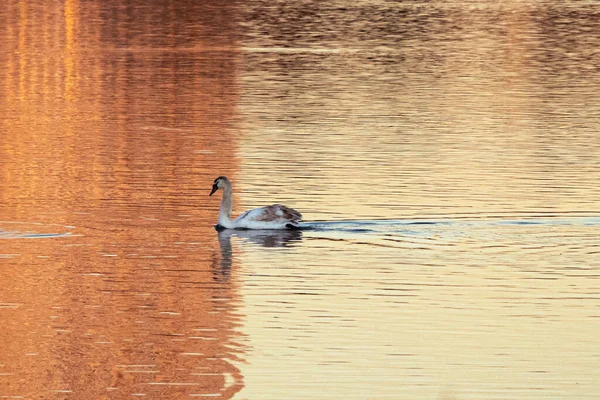 Beyaz ve gri cygnet genç yetişkin kuğu huzurlu ve sakin bir gölde yüzerken gün batımında pembeye dönüştü. Görüntü ikiye bölünmüş Londra, Woodberry Wetlands, Tottenham