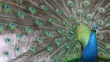 Şaşırtıcı tavus kuşu bir trenin çıngırağında koyu mavi, yeşil ve turkuaz tüylerini sallıyor. Hint Peafbaykuşu, ya da yaygın ya da mavi Peafowl, Hindistan 'ın altkıtasına özgüdür. 120 fps 'te yavaş çekim.