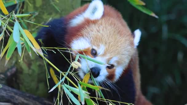 Red Lesser Panda Small Mammal Native Himalayas China Has Dense — Vídeos de Stock