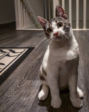 Yüzünde sevimli bir ifade olan sevimli bir kedi.