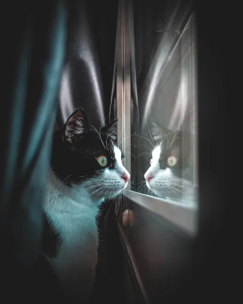 Moody fotografie de pisică uitându-se pe fereastră. Fața care reflectă din fereastră. — Fotografie, imagine de stoc