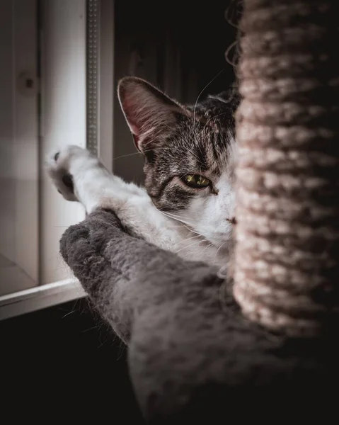 Domestic cat laying on the cat tree by the window. Moody photo. High quality photo